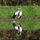 瑞鳥  …  仲の良い兄妹