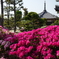 法雲寺　つつじ