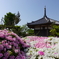 法雲寺　つつじ