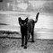 alley cat 7