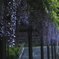 公園の藤の花