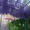 フジ　〜万博記念公園〜