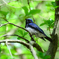 Blue-and-white Flycatcher