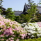 法雲寺　つつじ