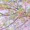都内の桜
