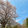 春の巨人　～越代の桜2025～