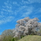 春の巨人　～越代の桜2025～2