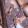 近所の桜