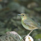 コルリ♀