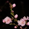 夜の花