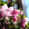 花海棠サクラ２