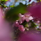 花海棠サクラ1