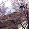 草津の桜