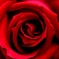 赤い薔薇：Red lips