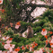 エゾリスと桜