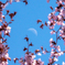月と桜
