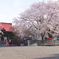 2025 蓮華寺 桜 1