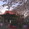 2025 蓮華寺 桜 2