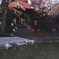 2025 蓮華寺 桜 4