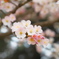 今年最後の桜３・・♡