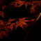 春紅