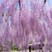 和気町藤公園 2