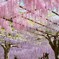 和気町藤公園 3