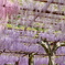 和気町藤公園 4