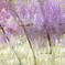 和気町藤公園 5