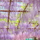 和気町藤公園 6