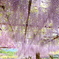 和気町藤公園 7