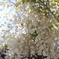 藤公園 白色藤