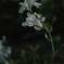 シャガの花