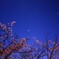 桜と星