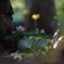 5月の森へ*
