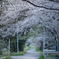 どっかその辺の桜並木