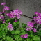 路肩の花！