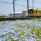 ネモフィラ駅