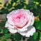 花便り　薔薇