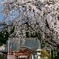 コナン聖地 函館東照宮の春