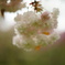八重桜24