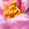 花弁