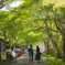 新緑の大原