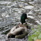 水辺の鳥