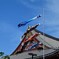 浅草寺の鯉のぼり