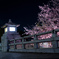 常夜灯の桜