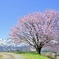 野平の一本桜