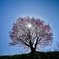 野平の一本桜