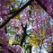 Wisteria blooming within square trellis