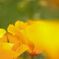 Yellow Fairy Ⅱ